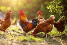 Quelques poules et un coq au jardin.