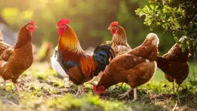 Quelques poules et un coq au jardin.