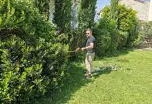 Quelles solutions adopter si la haie de votre voisin envahit votre propre jardin ?