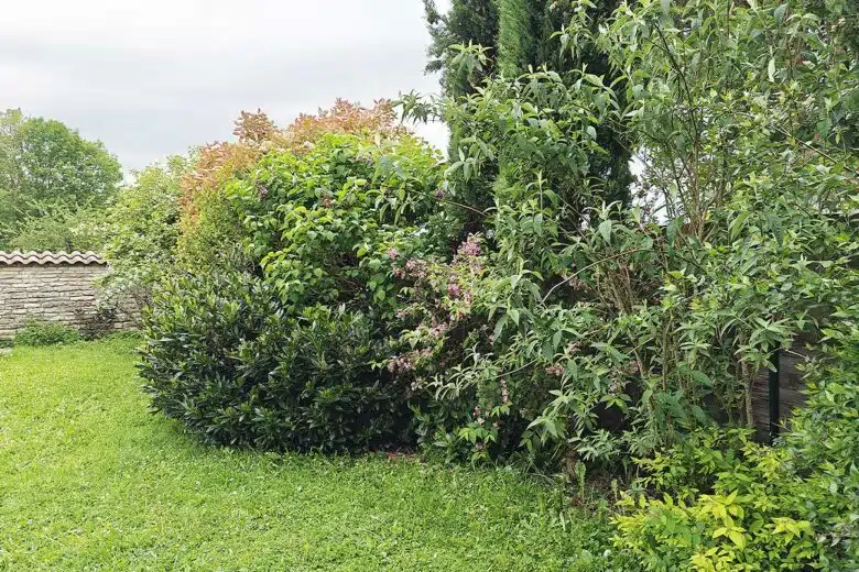 Un jardin avec des haies et des arbustes.