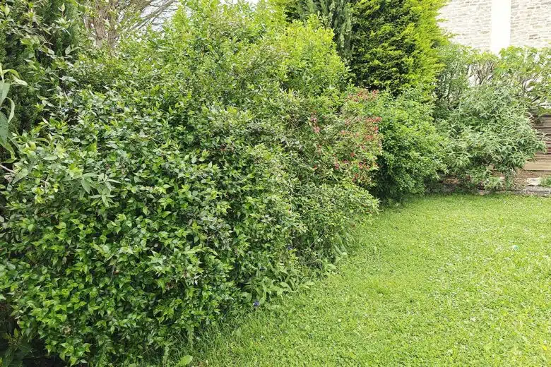 Une haie et des arbustes dans un jardin.