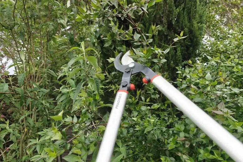 Savez-vous que vous n'avez pas le droit de couper les branches de votre voisin qui dépassent chez vous sans son accord ?