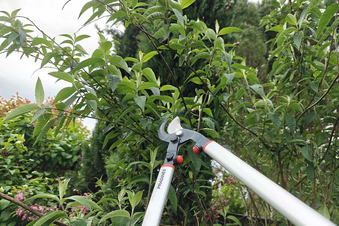 Un sécateur coupe des branches.