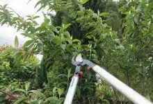 Un sécateur coupe des branches.