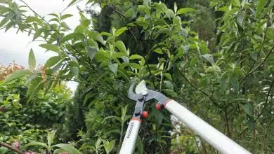 Un sécateur coupe des branches.