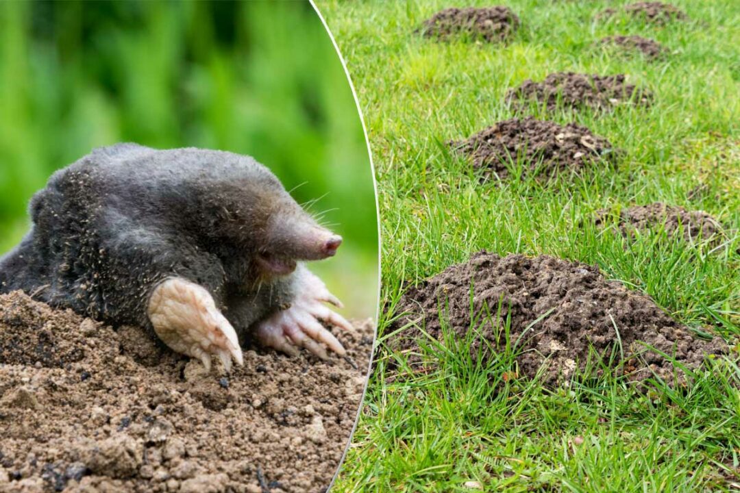 Une taupe et des taupinières dans le jardin.
