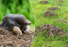 Une taupe et des taupinières dans le jardin.