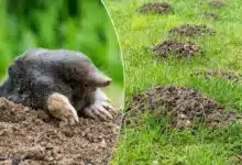 Une taupe et des taupinières dans le jardin.