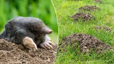 Une taupe et des taupinières dans le jardin.