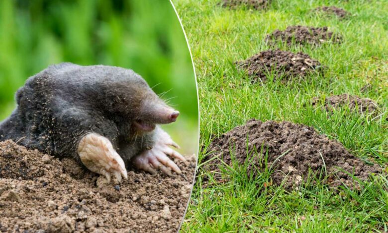 Une taupe et des taupinières dans le jardin.