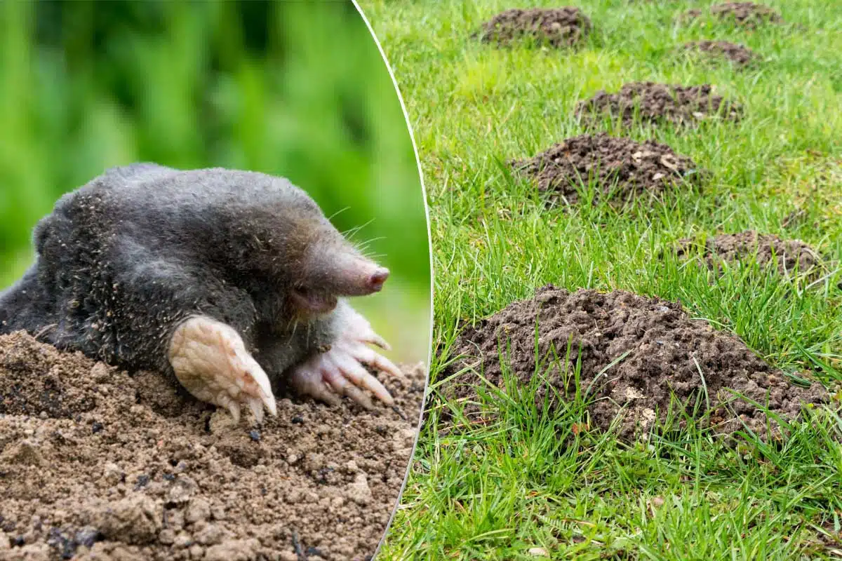 Une taupe et des taupinières dans le jardin.