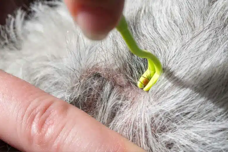 Un tire tique utilisé sur un chien.