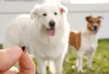 Une tique tenue entre les doigts devant des chiens.
