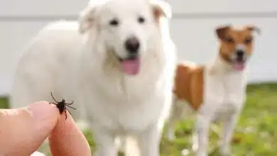 Une tique tenue entre les doigts devant des chiens.