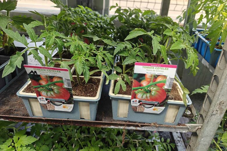 Des plants de tomate noire de Crimée.