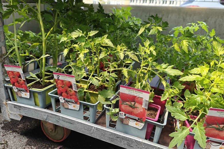 Des plants de tomates en jardinerie.
