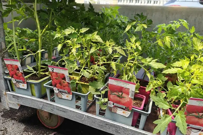 Des plants de tomates en jardinerie.