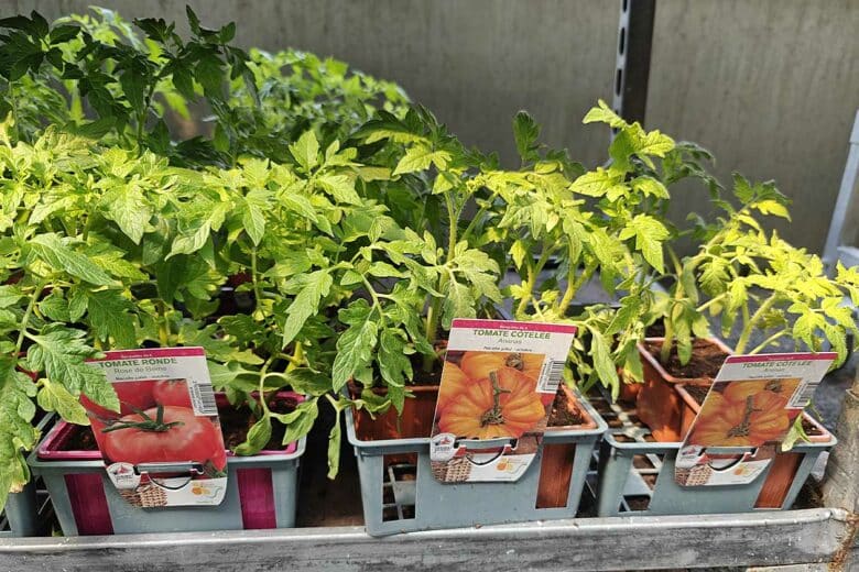 Des plants de tomate ananas.