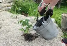 L'arrosage des tomates.