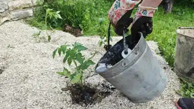 L'arrosage des tomates.