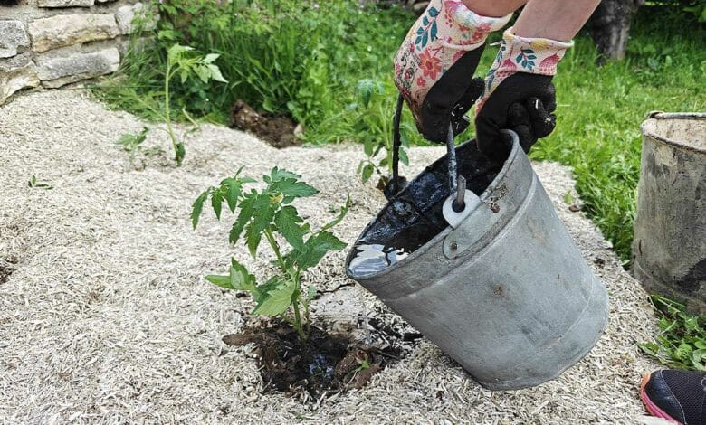 L'arrosage des tomates.