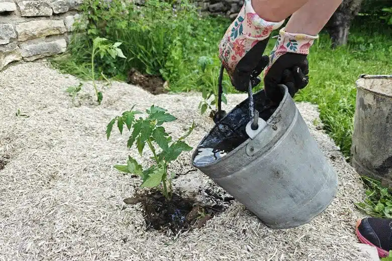L'arrosage des tomates.