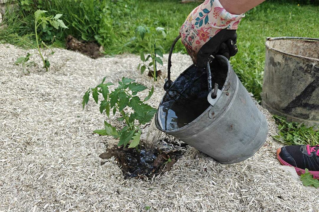 Arrosage d'un plant de tomate fraichement repiqué.