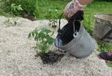 Arrosage d'un plant de tomate fraichement repiqué.