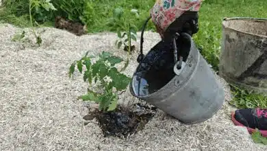 Arrosage d'un plant de tomate fraichement repiqué.