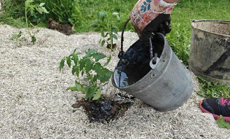 Arrosage d'un plant de tomate fraichement repiqué.