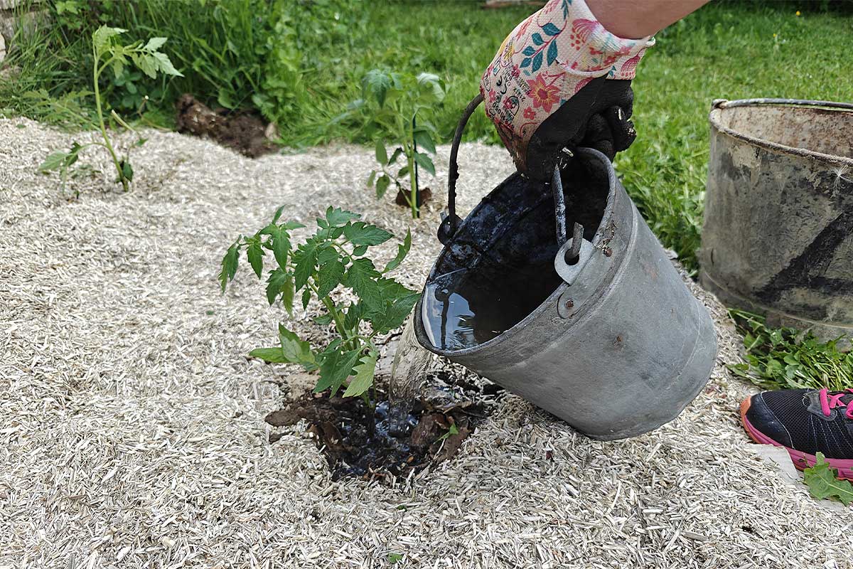 Arrosage d'un plant de tomate fraichement repiqué.