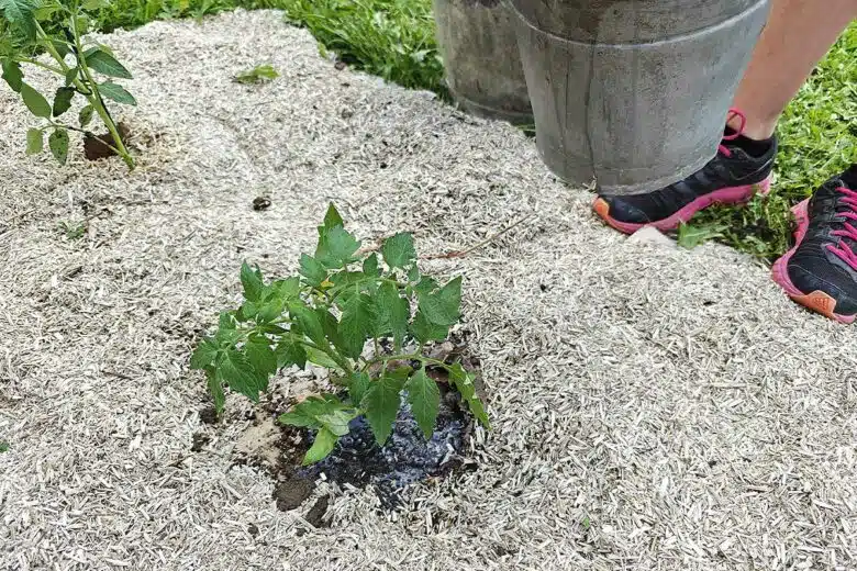Quelle variété de tomates planter en mai ?