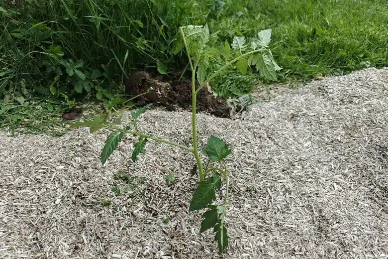 Un plant de tomate avec du paillage au sol.