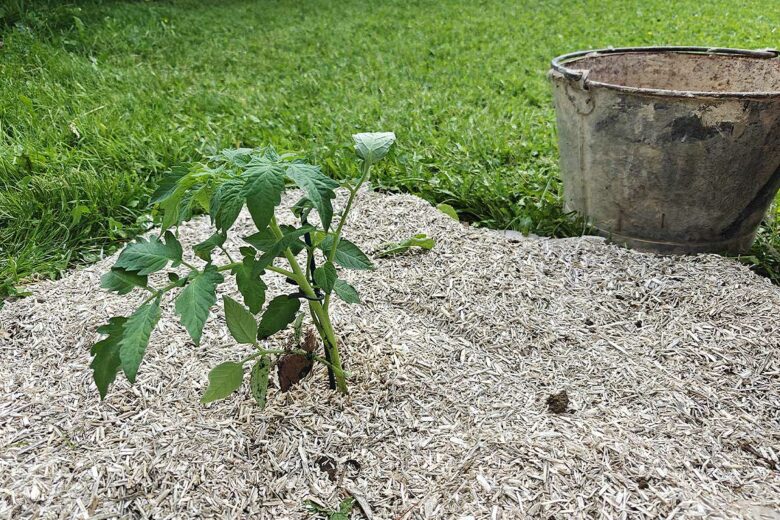 Une belle couche de paillage pour les plants de tomates.