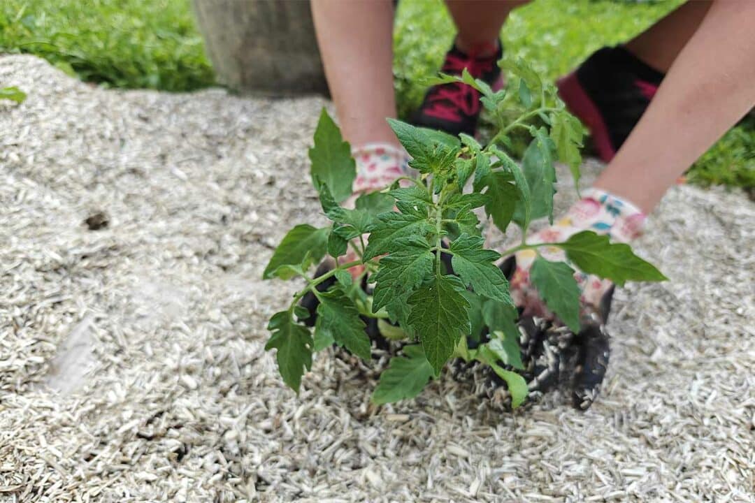 Une personne plante un pied de tomate.