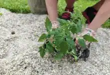 Une personne plante un pied de tomate.