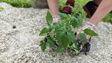 Une personne plante un pied de tomate.