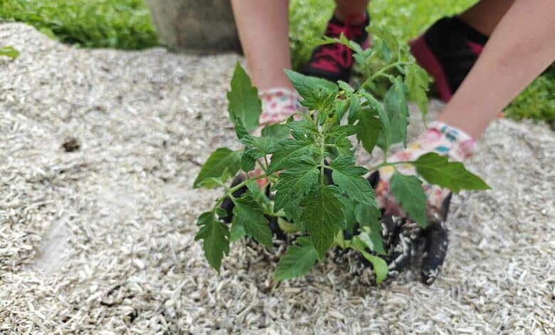 Une personne plante un pied de tomate.
