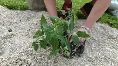 Est-il possible de cultiver un potager sans eau ?