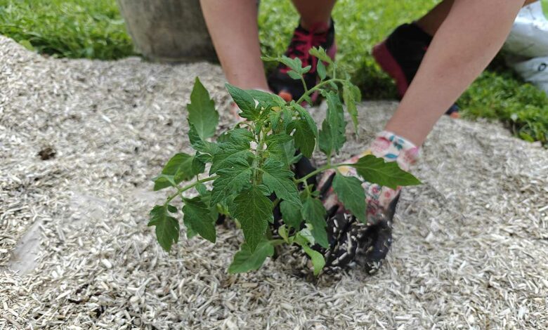 Est-il possible de cultiver un potager sans eau ?