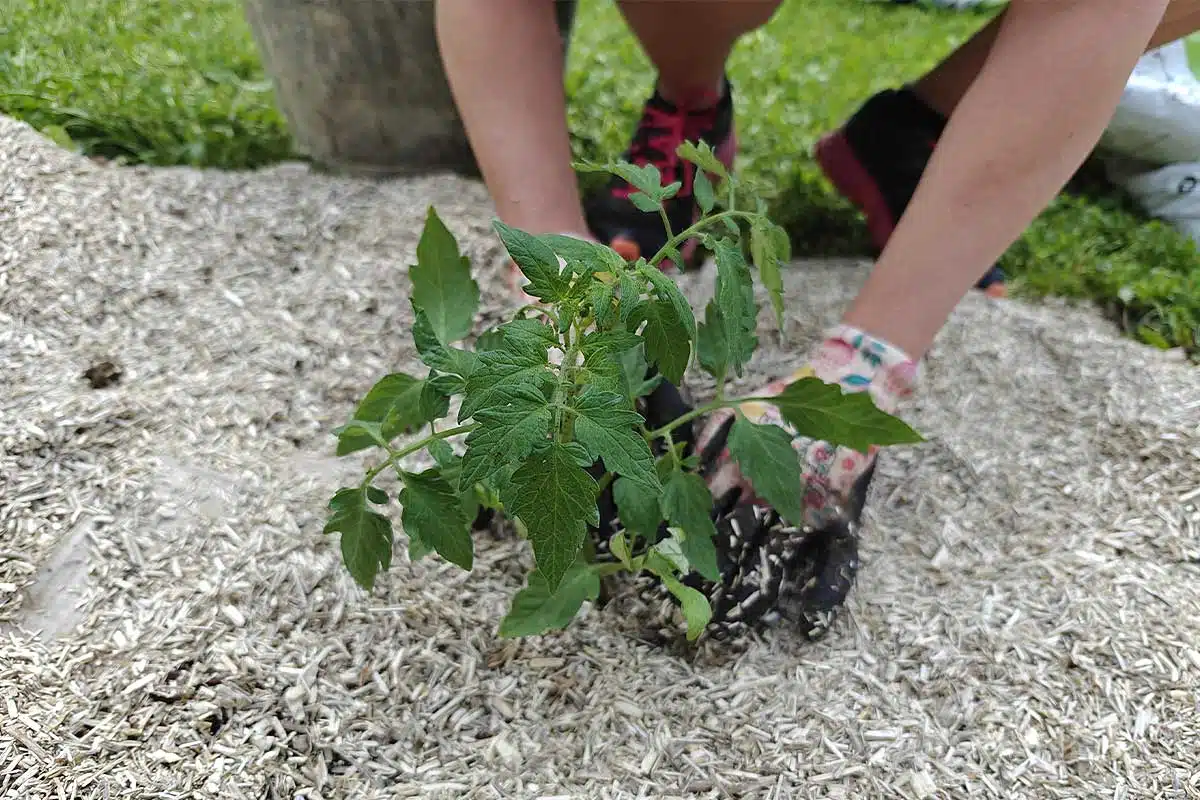 Est-il possible de cultiver un potager sans eau ?