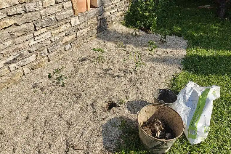 De jeunes plants de tomate au soleil.