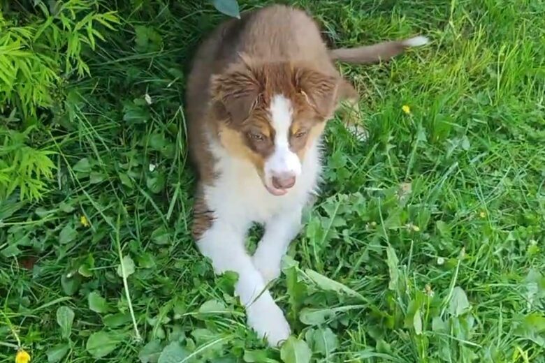 Un jeune chien dans l'herbe au jardin.