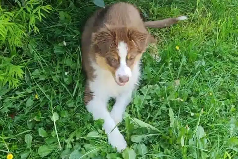 Un jeune chien dans l'herbe au jardin.