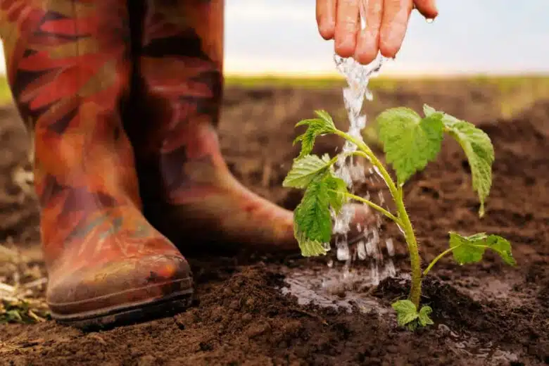 Arrosage d'une plante.