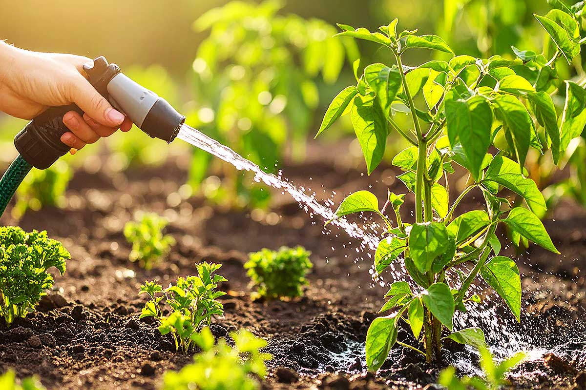 Une plante arrosée avec un tuyau.