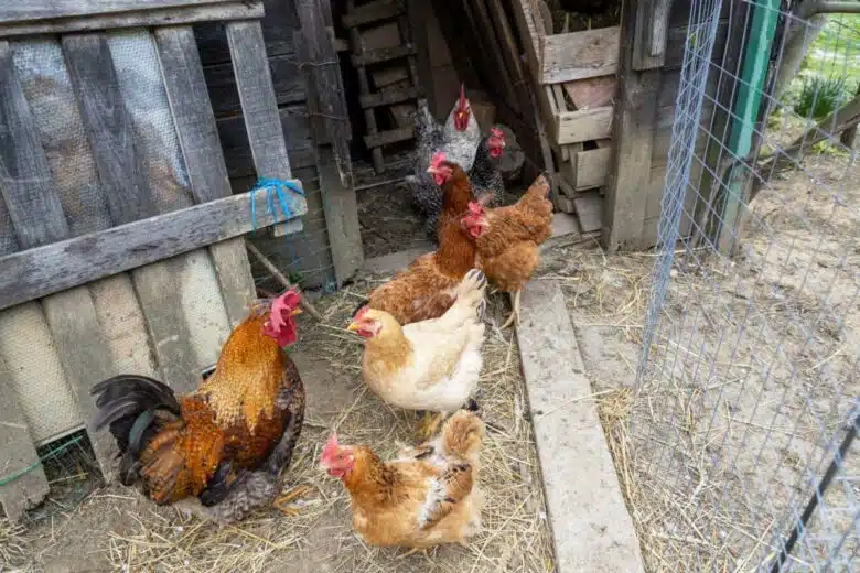 Des poules dans un poulailler.