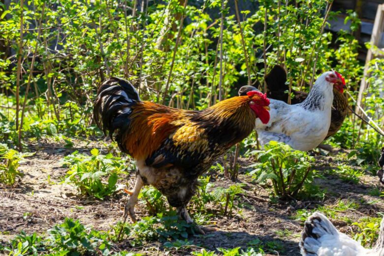 Des poules dans le potager.