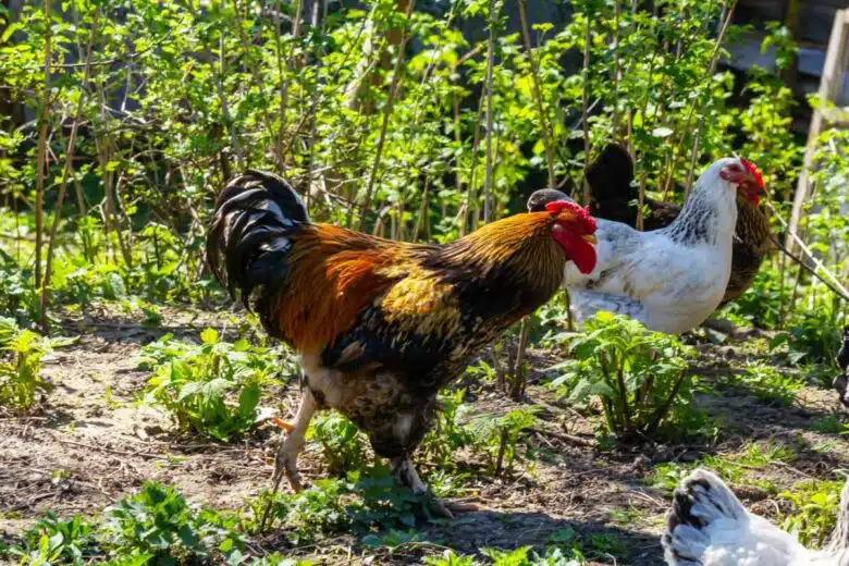 Des poules dans le potager.