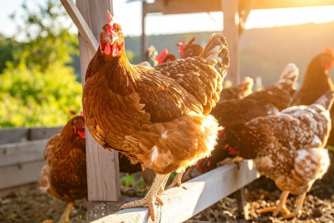 Des poules en plein air.